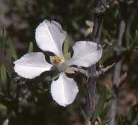 Hydrangeaceae_Fendlera-rupicola